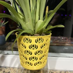 Plant Pots Orchid Pots  Flower Pots 