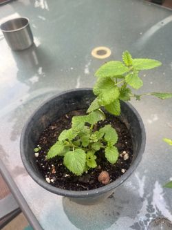 Live Mint Herb Lemon Balm