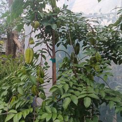 arboles de carambolas con frutas 20 galones 