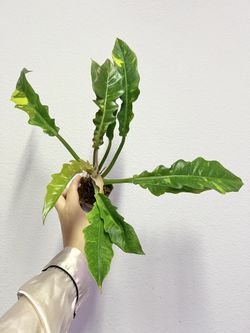 philodendron Ring Of Fire Plant