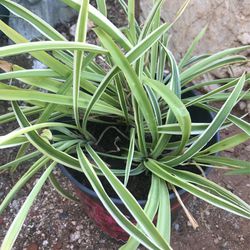 Variegated And Green  Spider Plants