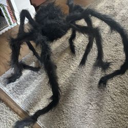 Furry Spider