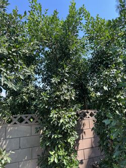 24 Box Ficus