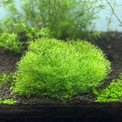 Aquarium plant. Riccia 