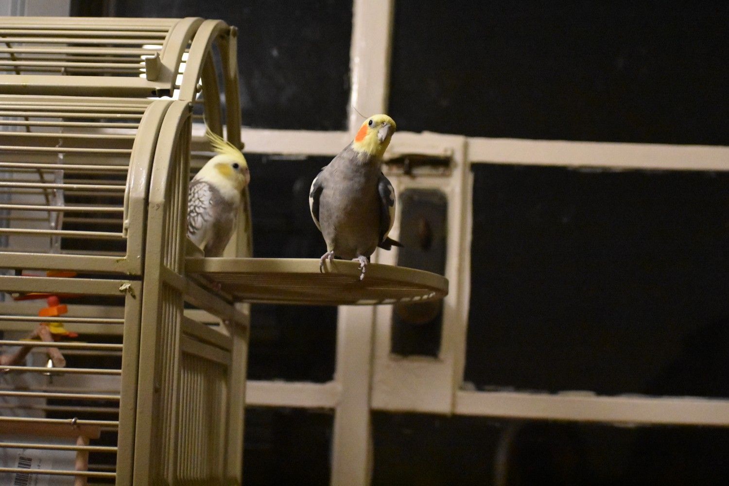 Cockatiels (a male and a female) with cage for sale.