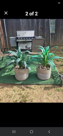 Outdoor plants and baskets