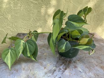 Philodendron Brazil