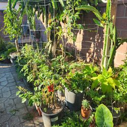 Cherry Tomatoes Plant Pot❤️
Fruiting Now❤️