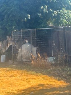 Dog bins