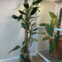 Monstera Standleyana Albo Full Plant