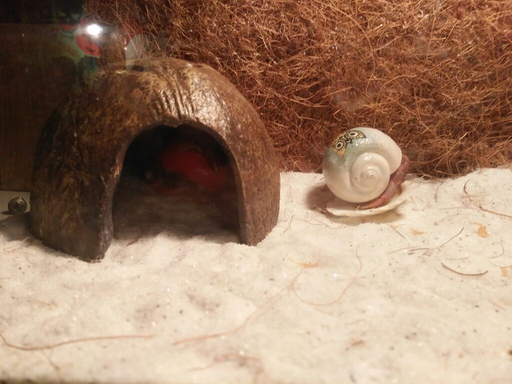 Hermit crabs!