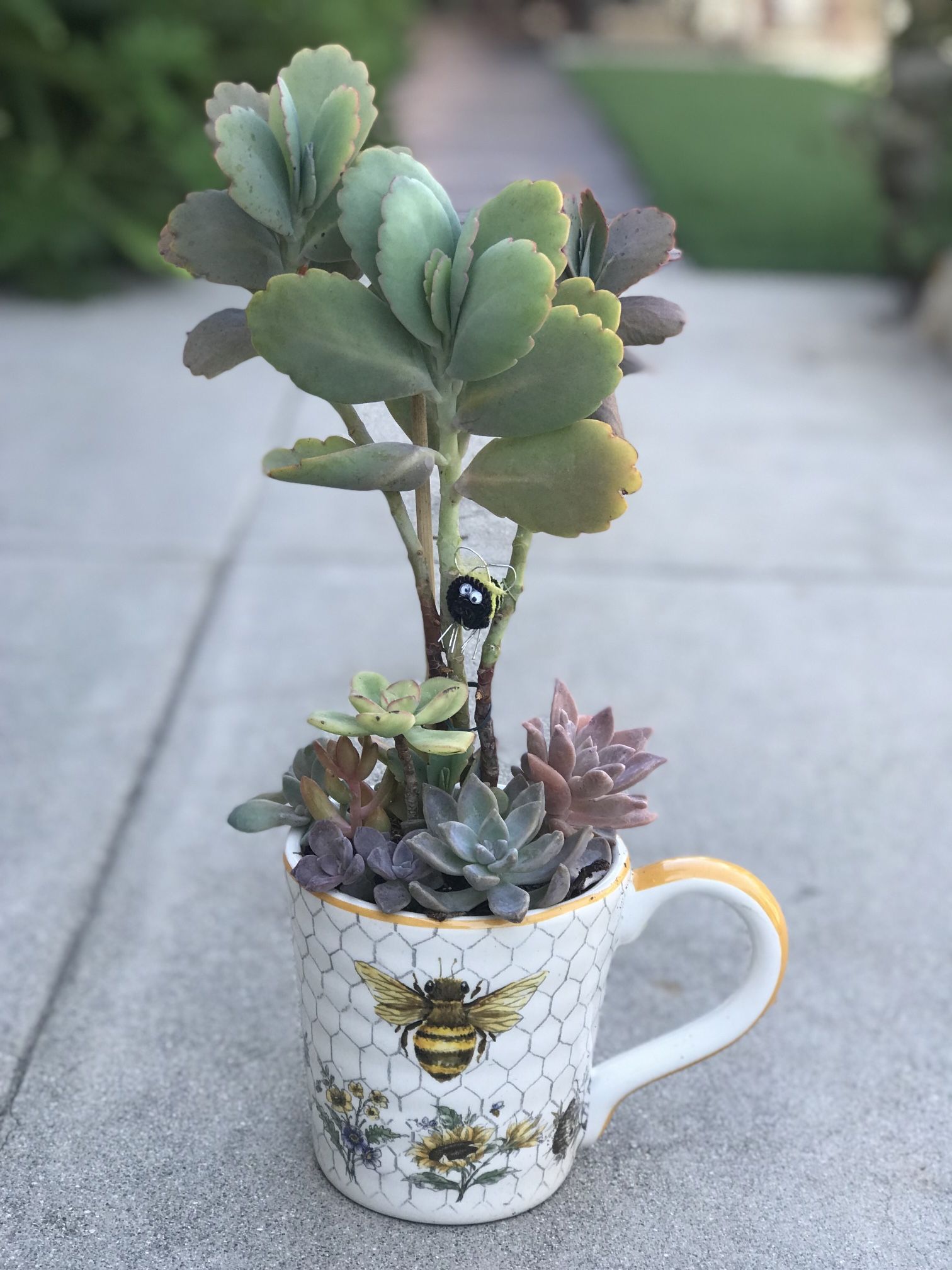 $7 Mix Succulents And with scallop Succulent