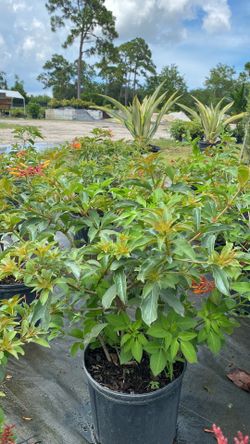 Fire Bush (3-Gallon) – Healthy, Vibrant Shrub – $7 Each
