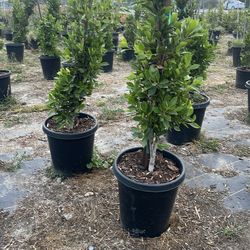 Ficus