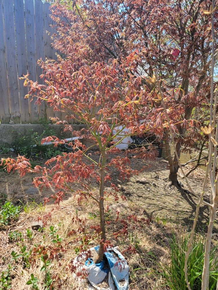 Japanese Maple, 2 Feet