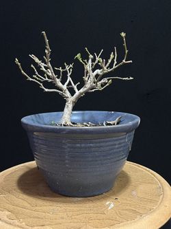 Bonsai