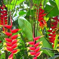 Heliconia Plant, 3 Gallon Pot 