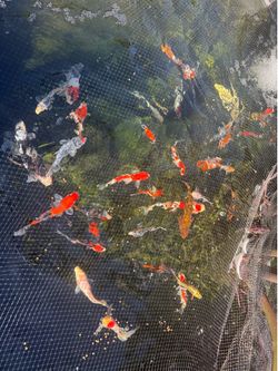 Koi Pond Decorations