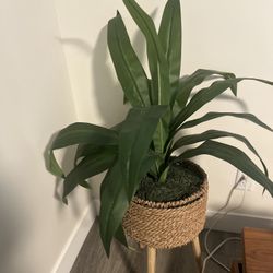 Fake Plant 