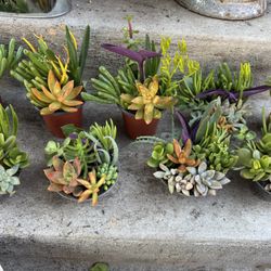 Pretty Succulent Pots 