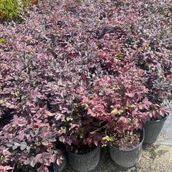 Loropetalum