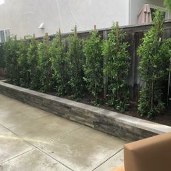 Ficus Laurels 