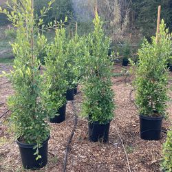 15 Gallon Ficus Trees