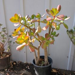 Plant With Pot 10 Years Old 