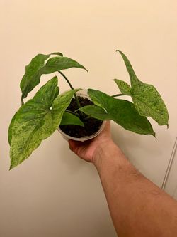 Syngonium Mojito
