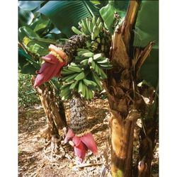 Double Mahoi Banana Dwarf Trees 3gal