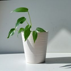 Rare Aroid Philodendron Golden Dragon Plant/ Indoor Plant/ House Plant  Flower Patio Garden 