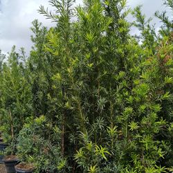 Beautiful Podocarpus Privacy Hedge Plants 15gl 6-7ft $45🏡🏡🏡