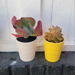 Succulents 