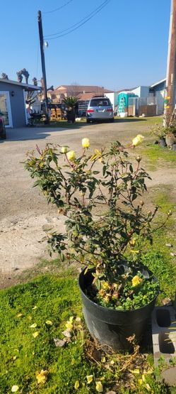 Rosal