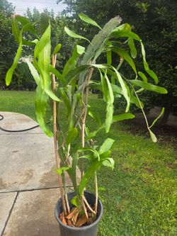 5 feet Suculent Plant