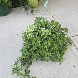 Ice Plant Beautiful And Healthy HANGING BASKETS PLANTS ARRIVED. $14 each