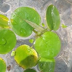 floating aquatic freshwater plant for aquariums