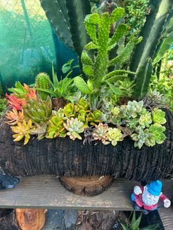 Cactus 🌵 y succulents Arrangements en Tronko
