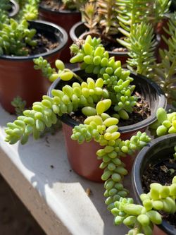 Succulents plants 🪴