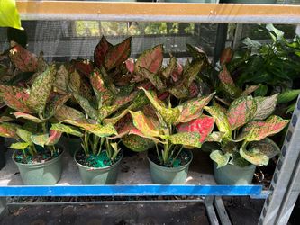Aglonemas wishes in 6” pot. SPECIAL PRICE 🤩