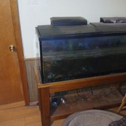 Huge Fish Tank 