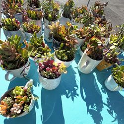 Succulent Arrangements 
