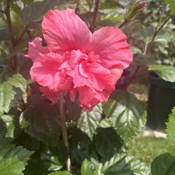 HERMOSO TULIPAN