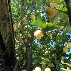 Many Big Lemon Juice Home Grow. $25 X $5.00