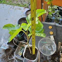 Red Mulberry Plant, Rooted