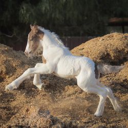 Free horse manure - Loaded For You - Menifee