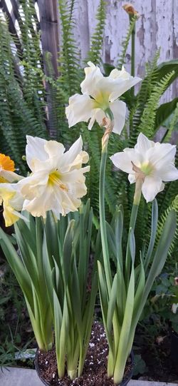 Daffodils Blanco