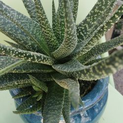 Ceramic Pot  And Succulents Plant 