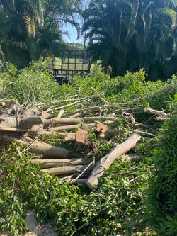 Free Firewood