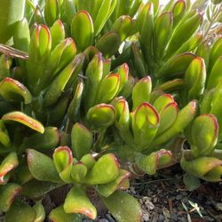 Gollum Jade Succulent